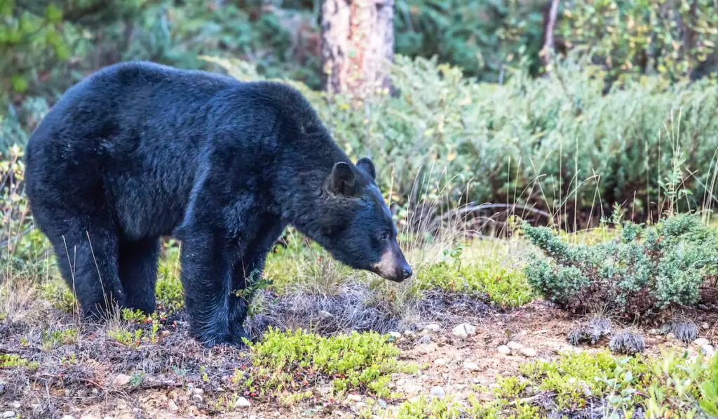 Black bear looking for food