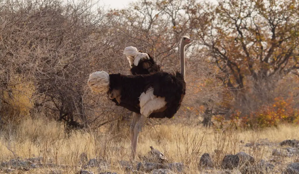 ostrich standing in the forest