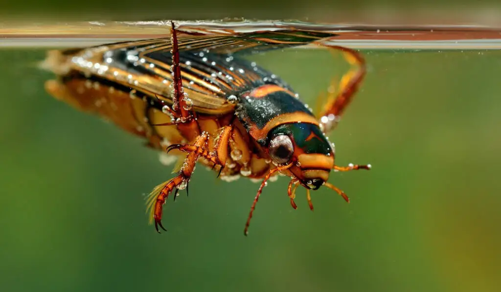 Closeup of a Great diving beetle under the water
