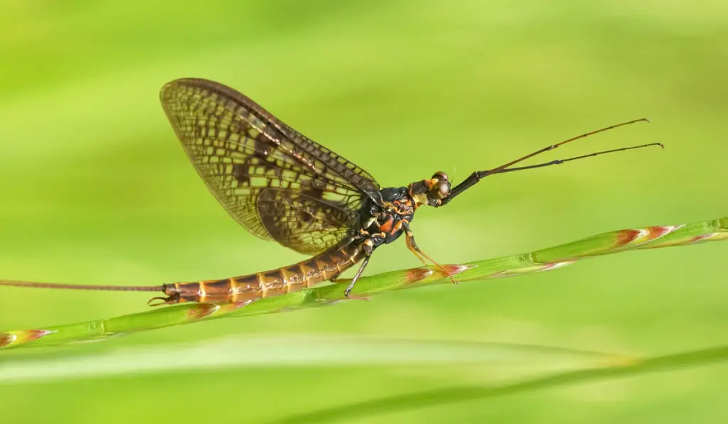 Closeup photo of a mayfly on a stem against bright green nature background