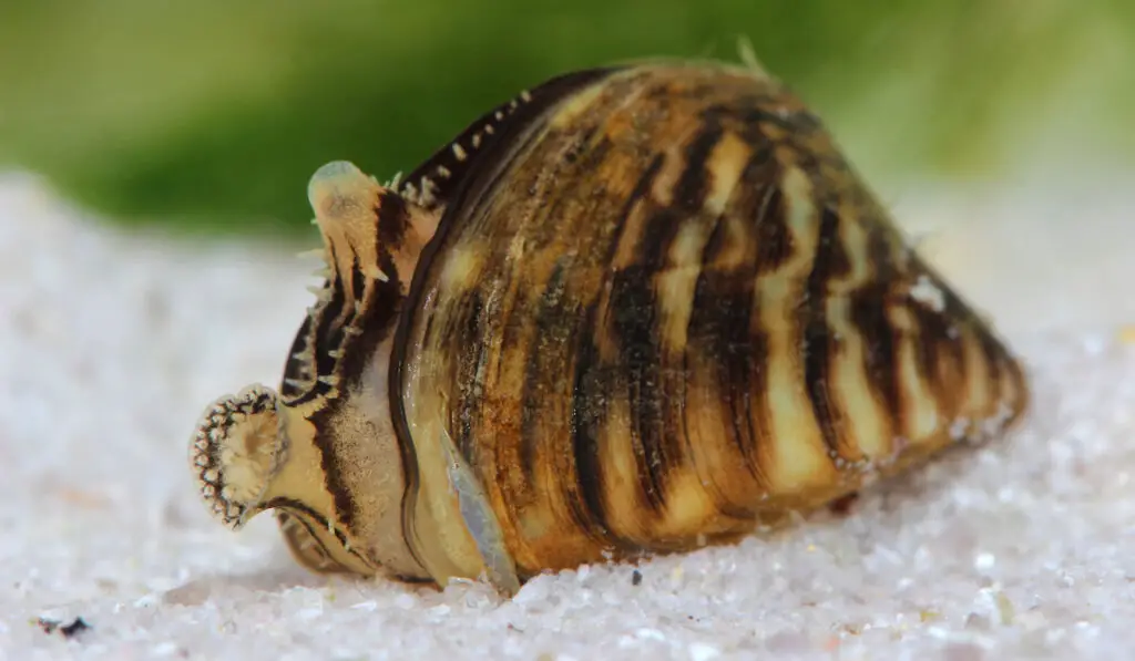 Closeup shot of a zebra mussel ( dreissena polymorpha ) in a pond