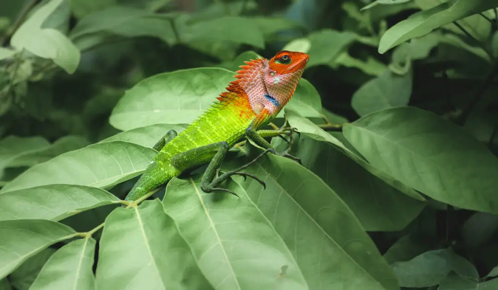 Common green forest lizard sitting on top of large green leaves