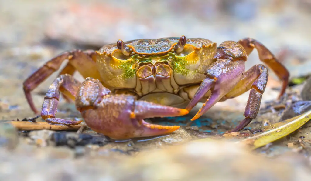 European freshwater crab on  light background