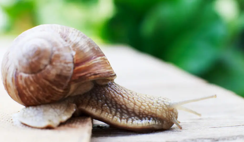 Gastropoda snail crawls on a wooden background 
