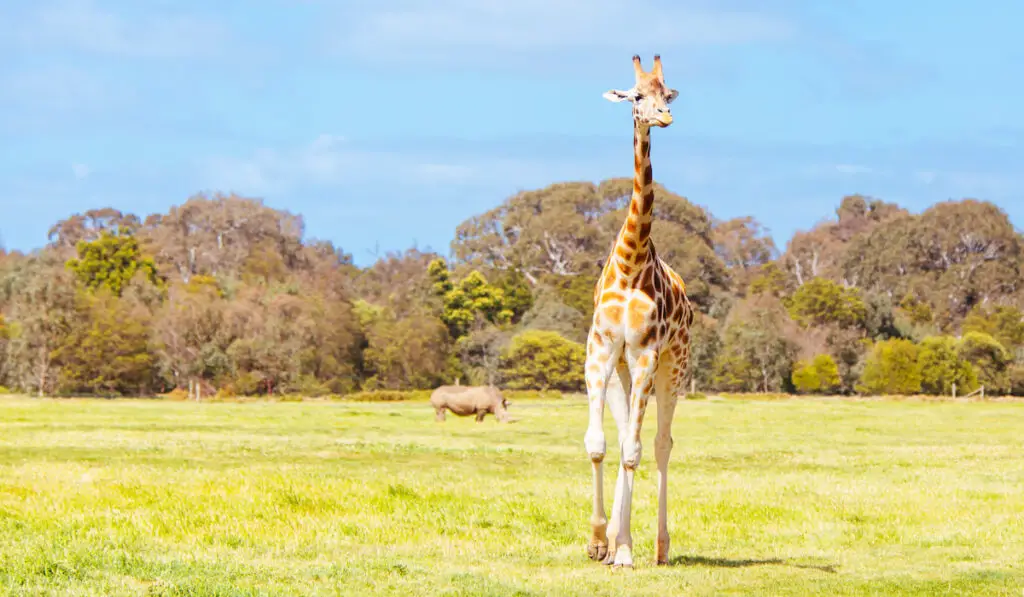 Giraffe in a zoo in Australia