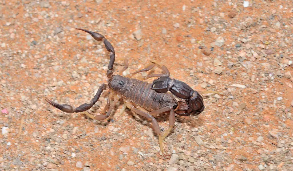 thick-tailed scorpion