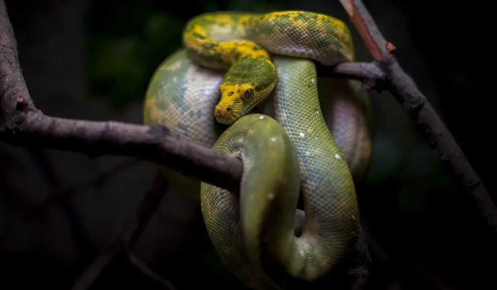 Green tree python snake on a tree on a dark background