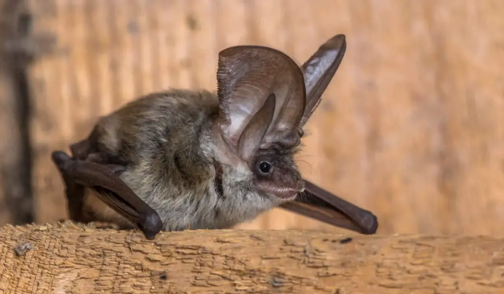 bat on a wood