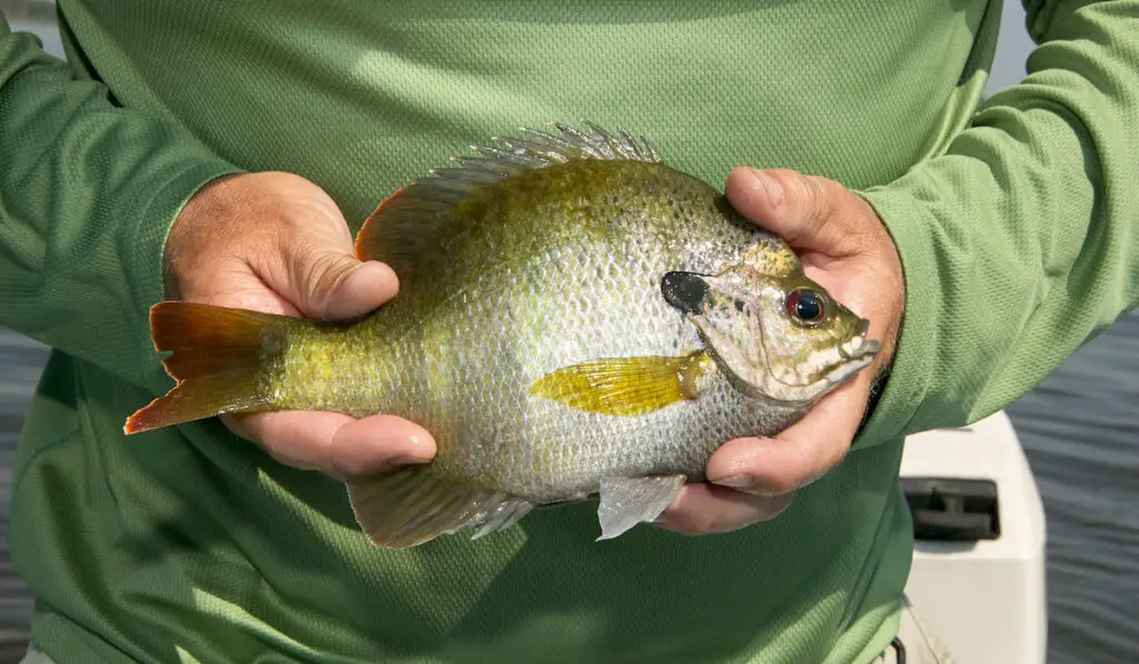 Man holding fresh bluegil fish or Lepomis Macrochirus on a boat on a lake