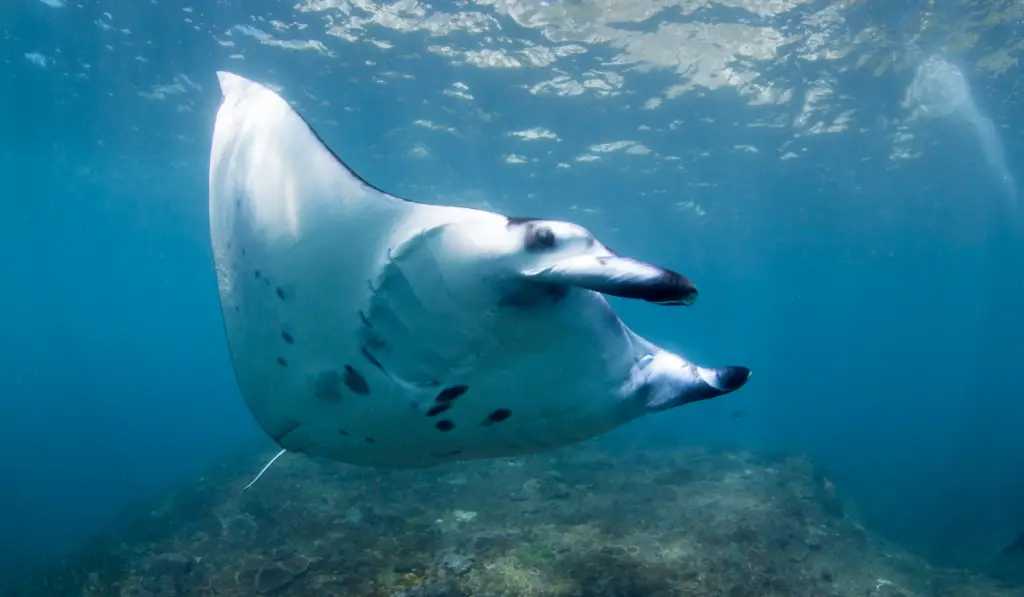 Manta ray swimming close to the surface of the water
