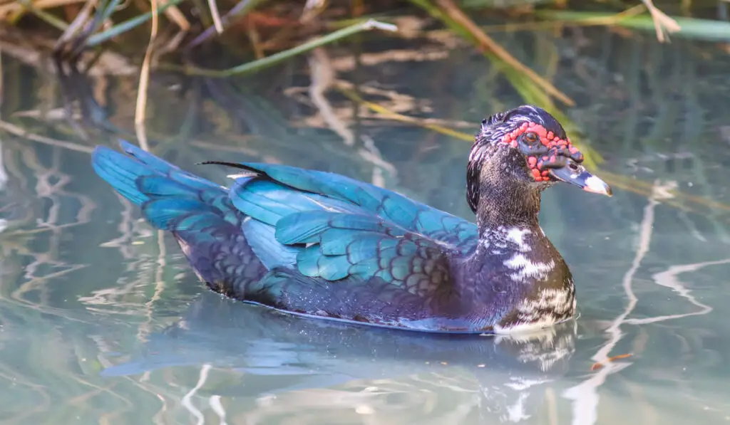 Muscovy Duck on a pond

