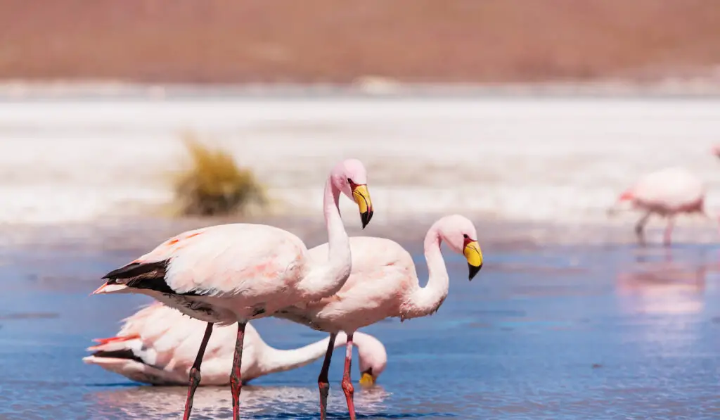 Pink flamingos in the lake of Bolivian Altiplano