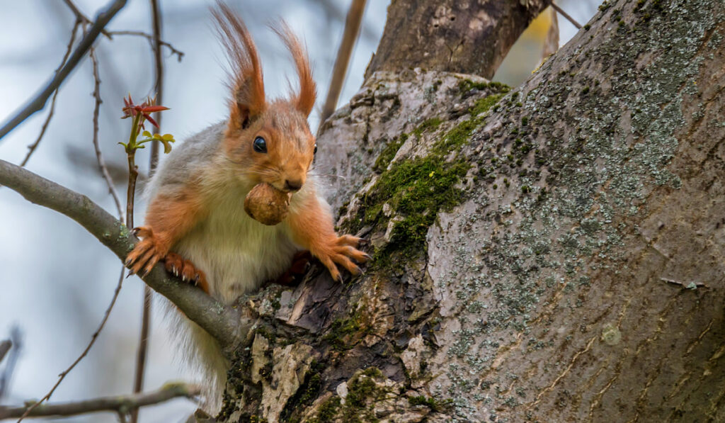 Red cute squirrel eating nut on the tree in the forest