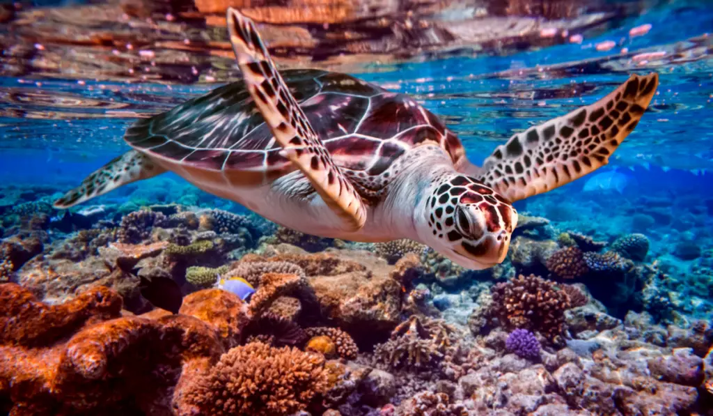 Sea turtle swims under water on the background of coral reefs
