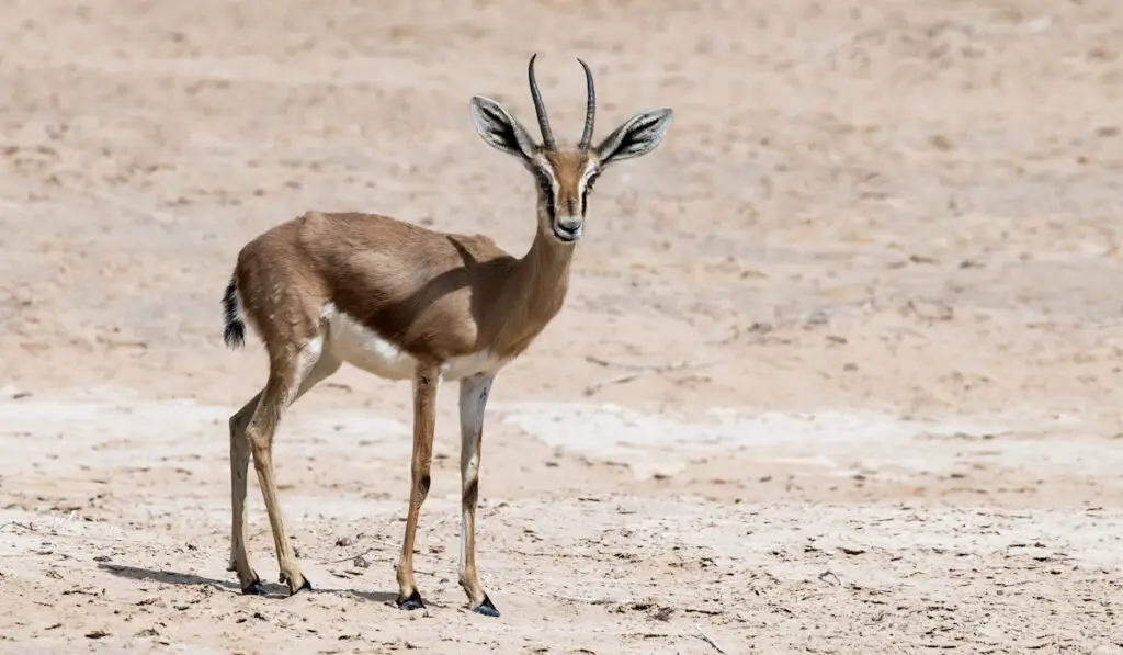Standing Dorcas gazelle 