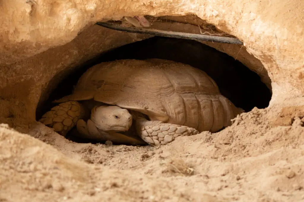 The desert tortoises