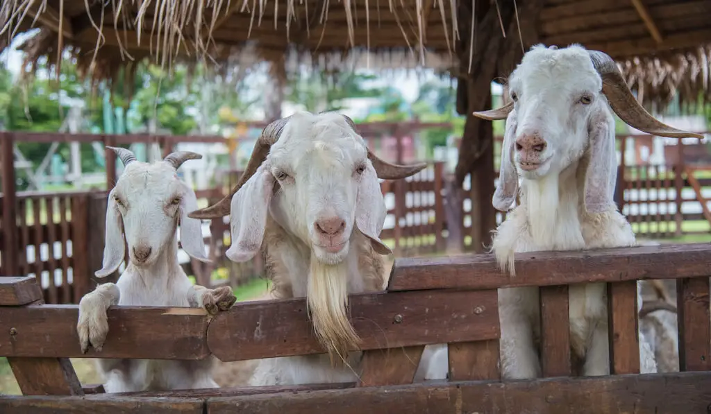 Three cute curious goats standing leaning on the wooden fence in the farm