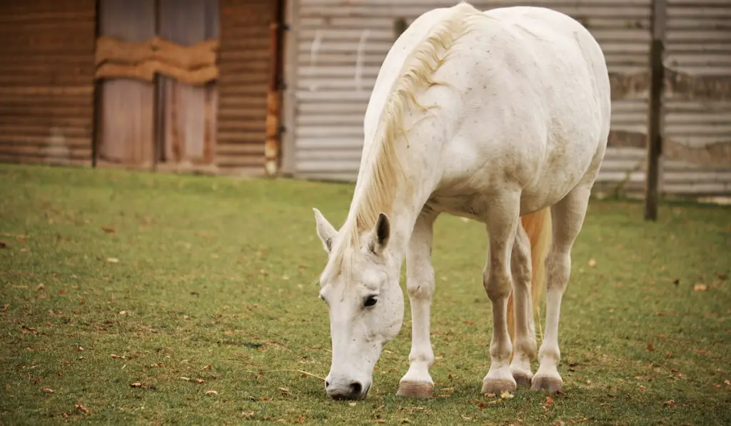 White horse on pasture
