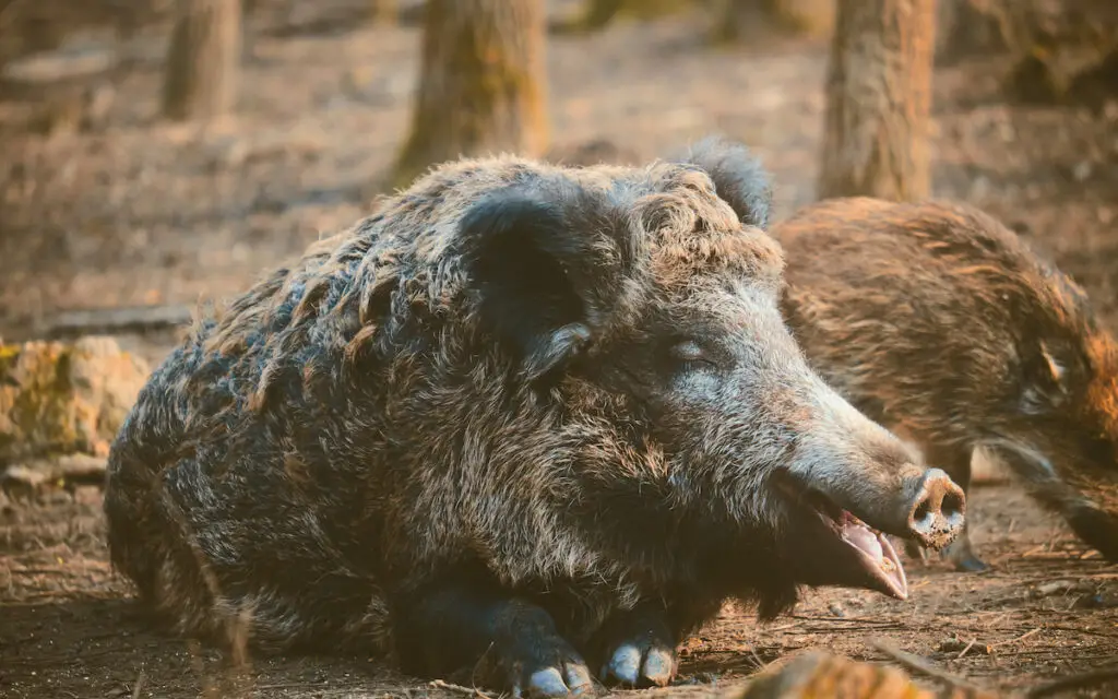 Wild boar in the forest 