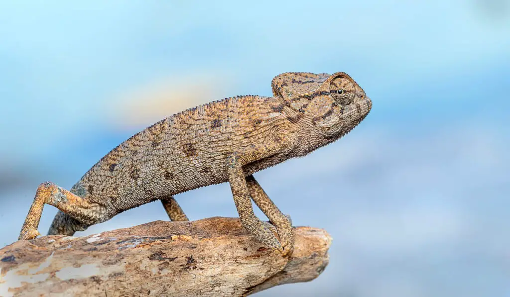 chameleon (family Chamaeleonidae)