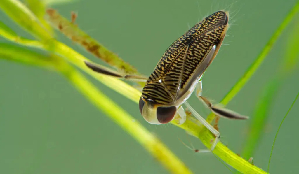 closeup of water boatman insect ( corixidae species ) perched underwater on an aquatic plant