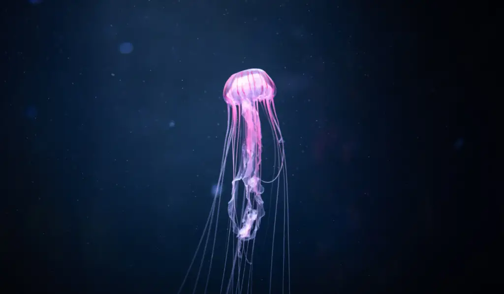 glowing jellyfish chrysaora pacifica underwater
