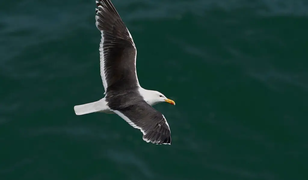 great black-backed gull, Larus Marinus flight with green water on the background