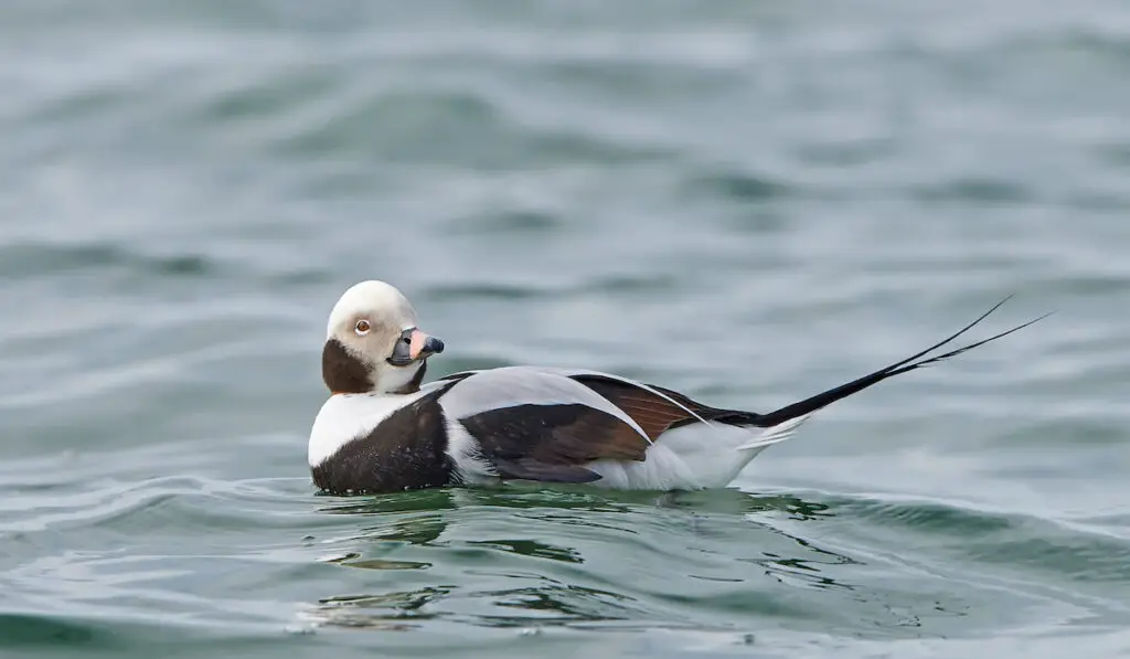 long-tailed duck or Clangula Hyemalis resting in the waves of the sea 