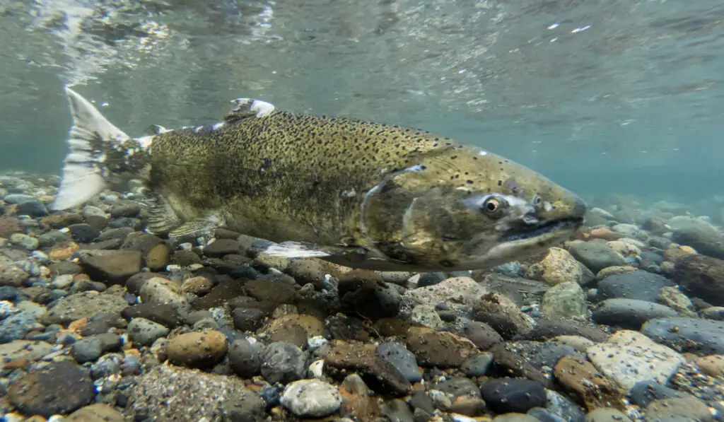 underwater Closeup of a chinook salmon during spawning 