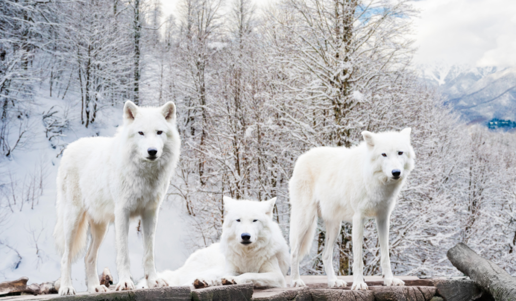 White wolf in Winter Forest
