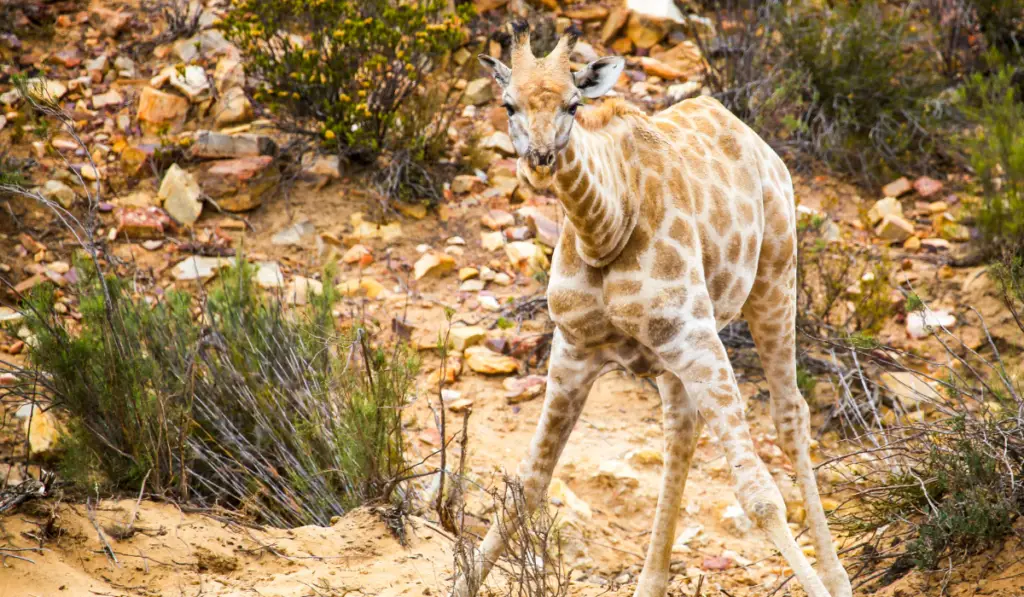 Baby Giraffe Trying to Walk