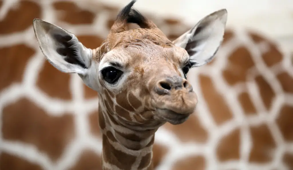 close up of a Baby giraffe