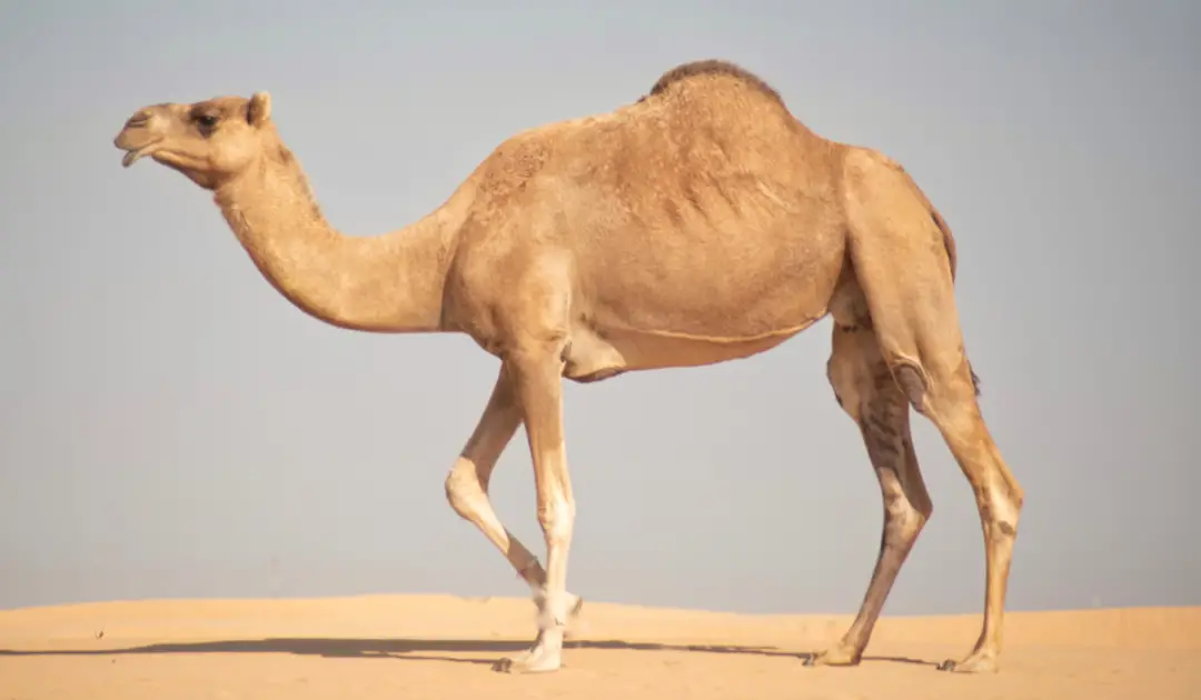 Can Camels Eat Cactus? Exploration Squared