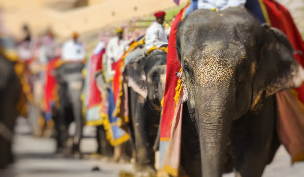 Decorated elephants in Jaleb Chowk in Amber Fort in Jaipur, India. Elephant rides are popular tourist attraction in Amber Fort.
