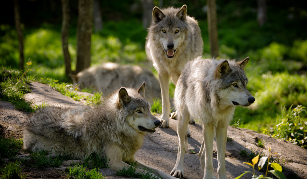 A small pack of three Eastern timber wolves gather on a rocky slope
