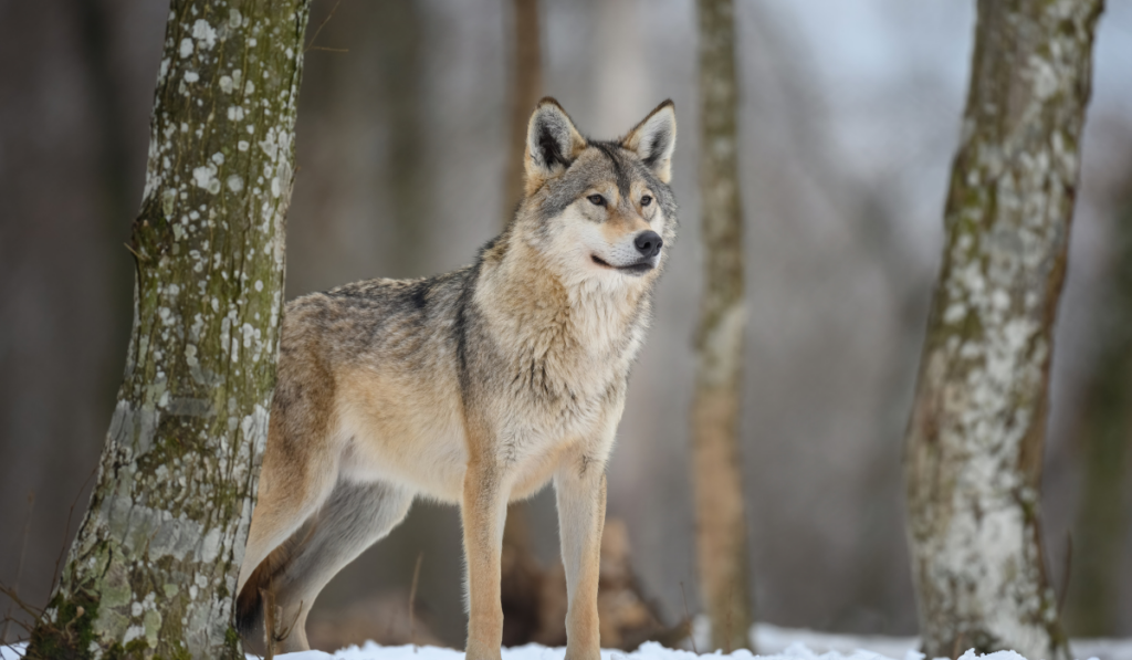 Gray wolf in the winter forest