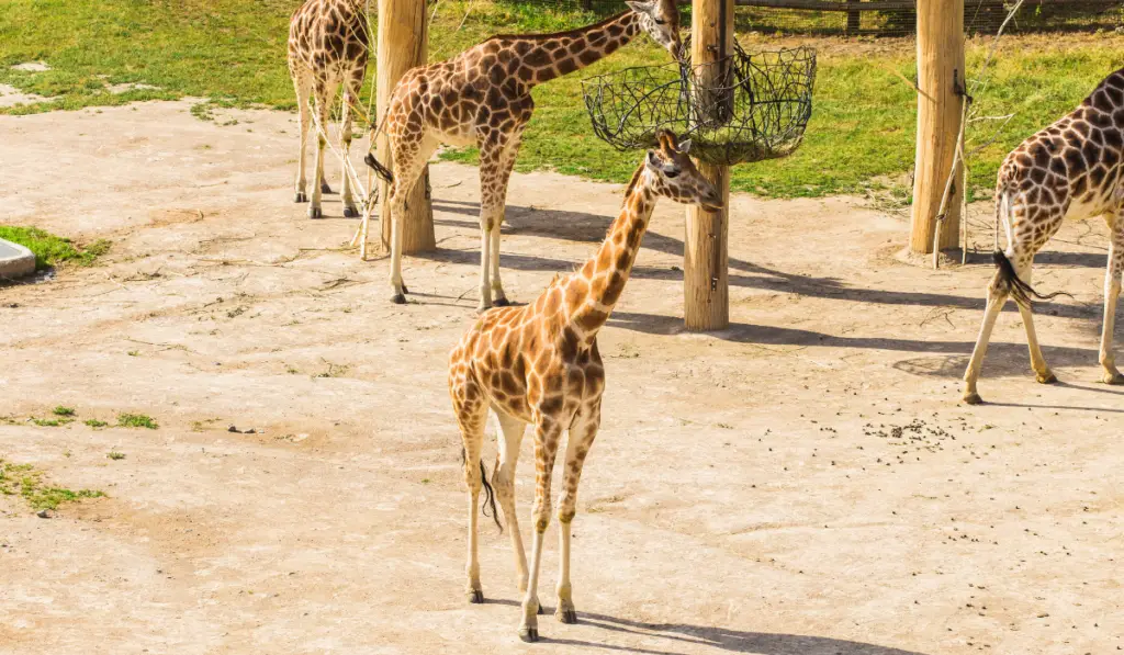 Group of giraffes walks in nature
