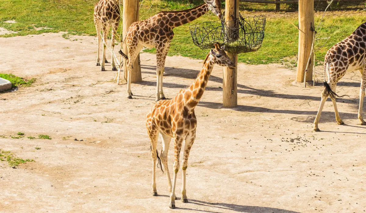 25 Fun Baby Giraffe Facts - Exploration Squared