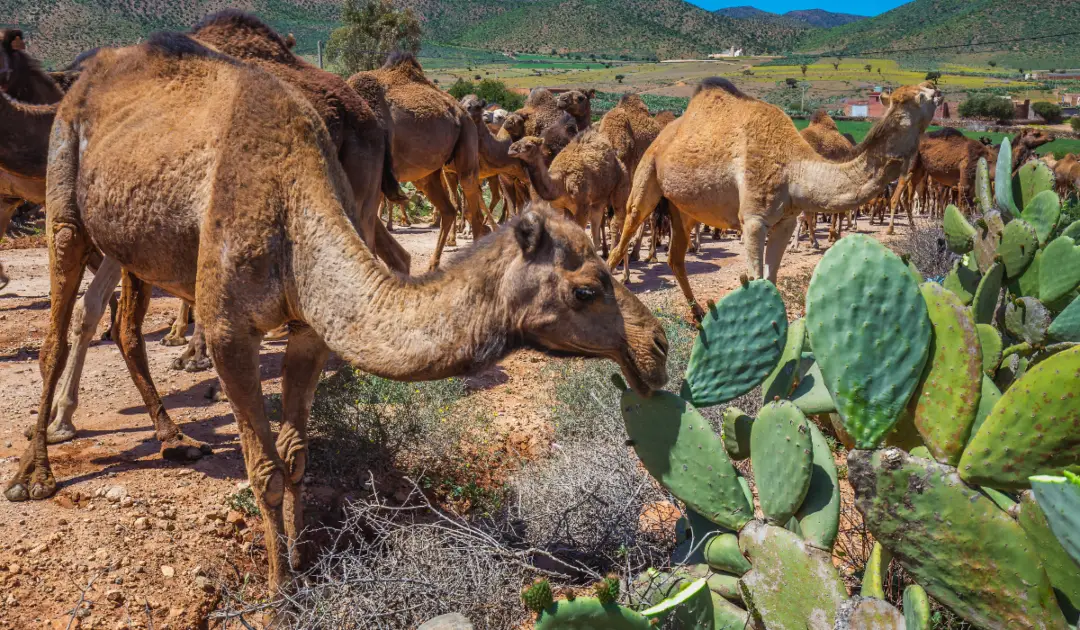 Can Camels Eat Cactus? Exploration Squared