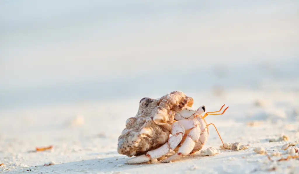 Hermit crab near the sea