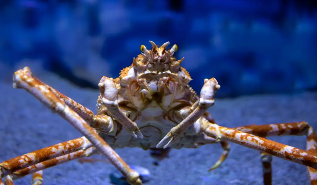spider crab in the sea