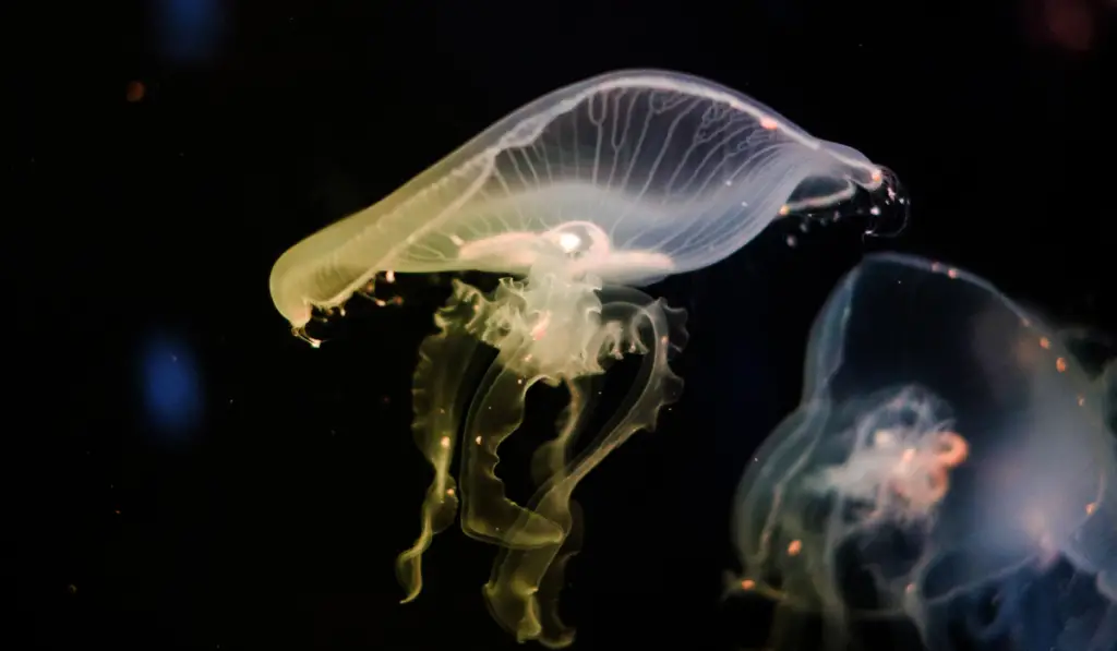 Jellyfish in the water
