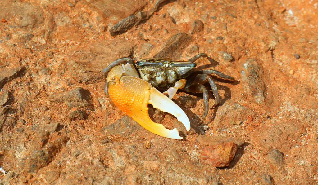 Orange Fiddler Crab