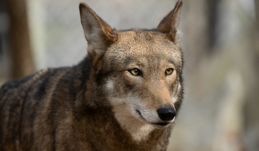 A red wolf looking intensely into the distance.

