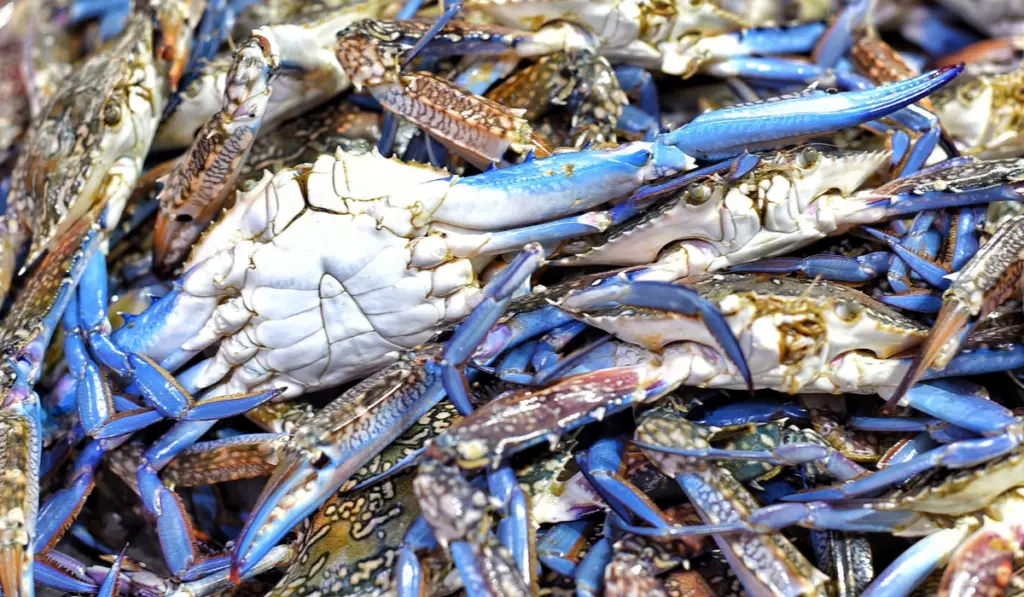 Seafood Blue Crab
