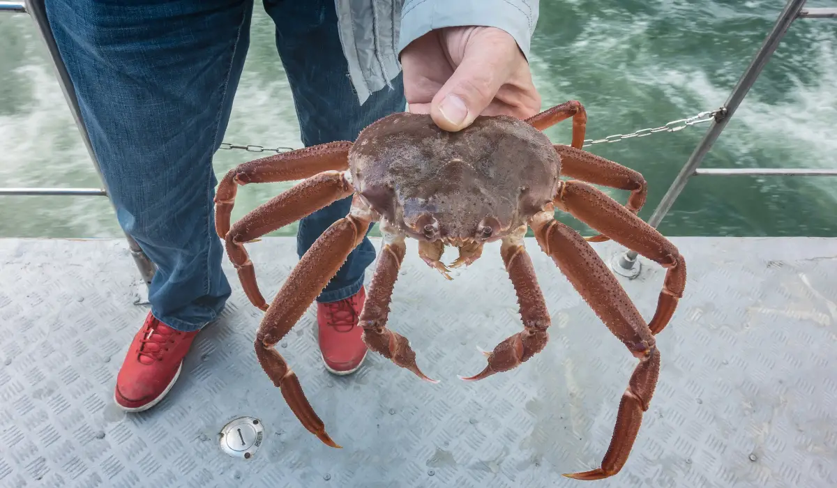 Types Of Crabs - Exploration Squared