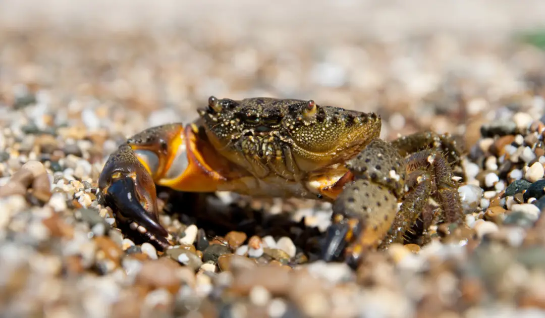 Types of Crabs in Florida - Exploration Squared