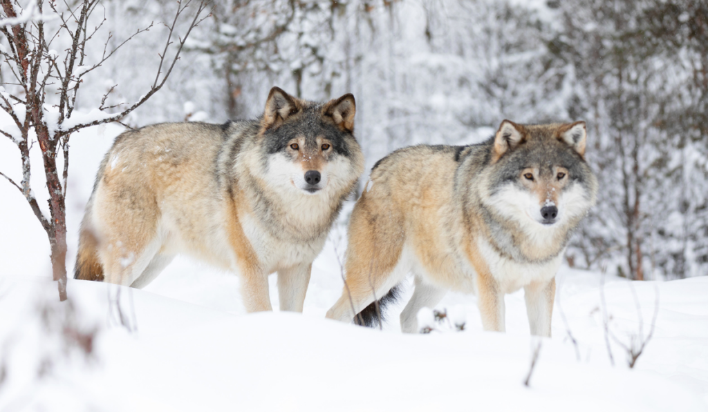 Two beautiful wolves in cold winter landscape
