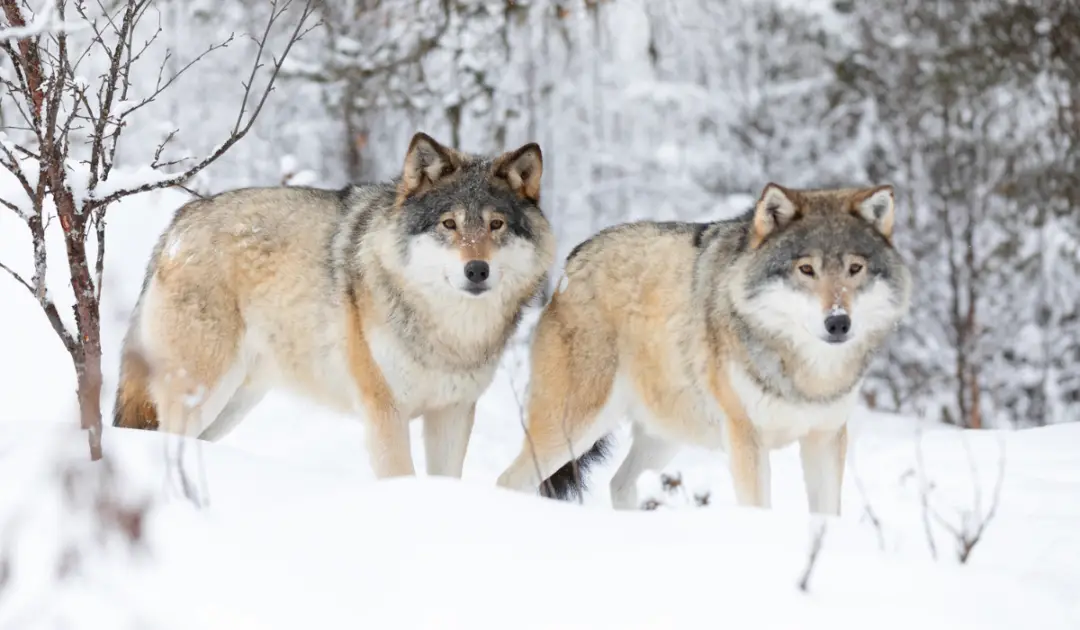 Do Wolves Bark? - 3 Ways Wolves Communicate - Exploration Squared