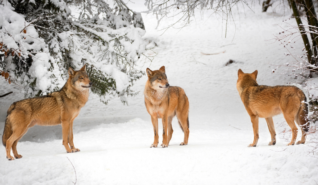 Wolves in winter
